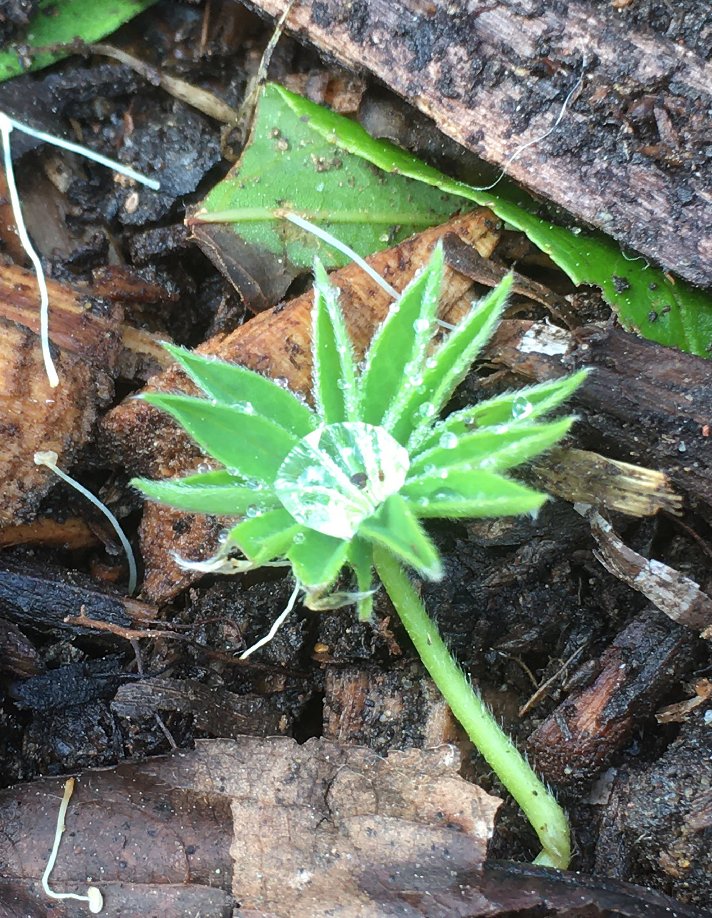 A seedling lupine gathers rain within days of emergence.